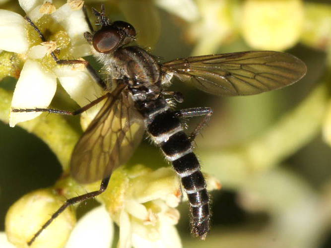 Stiletto Fly (Therevidae sp ES04)