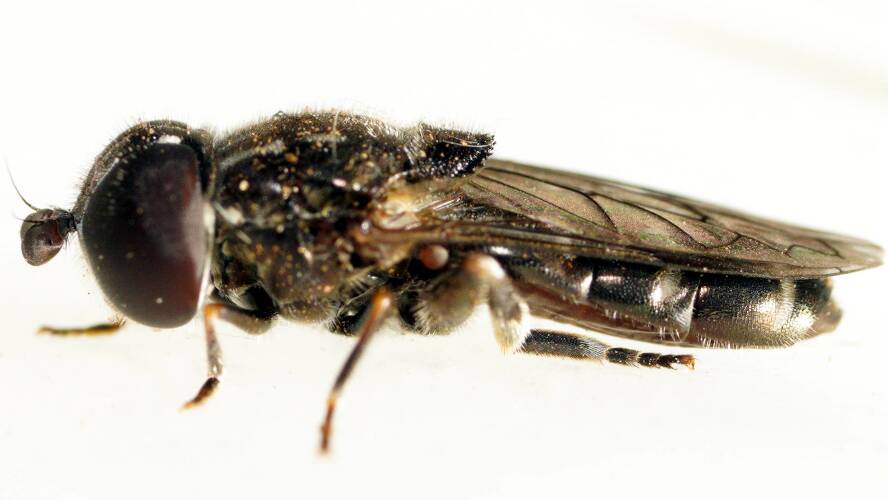 Lesser Bulb Hover Fly (Eumerus sp)