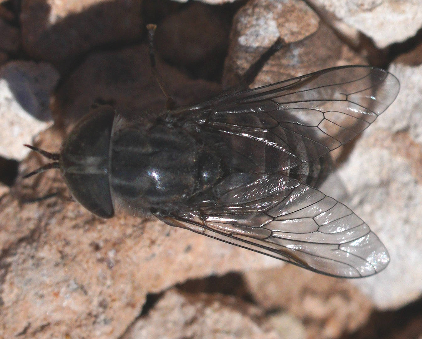 March Fly (Dasybasis sp)