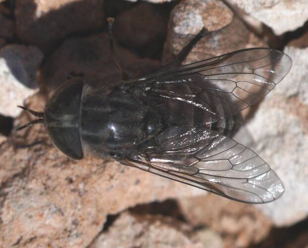 March Fly (Dasybasis sp)