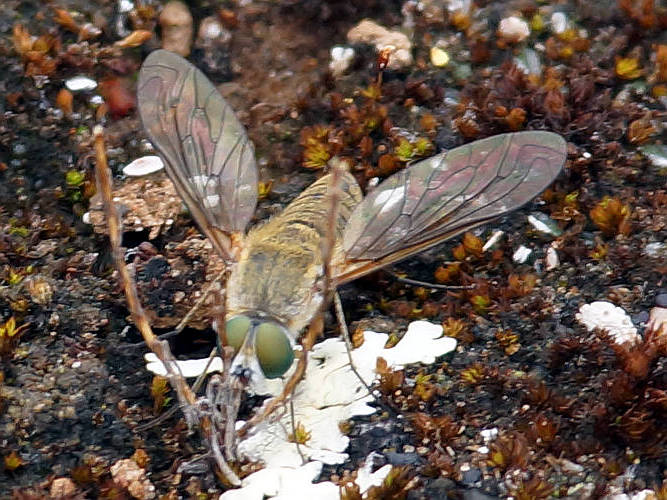 Brown Bee Fly (Bombyliidae sp ES02)