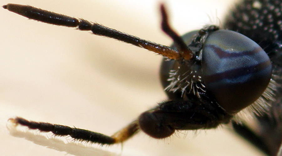 Wasp Mimicking Fly (Agapophytus aterrimus)