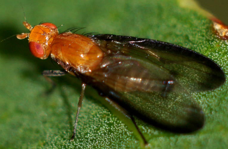 Darked Winged Sun Fly (Pentachaeta sp)