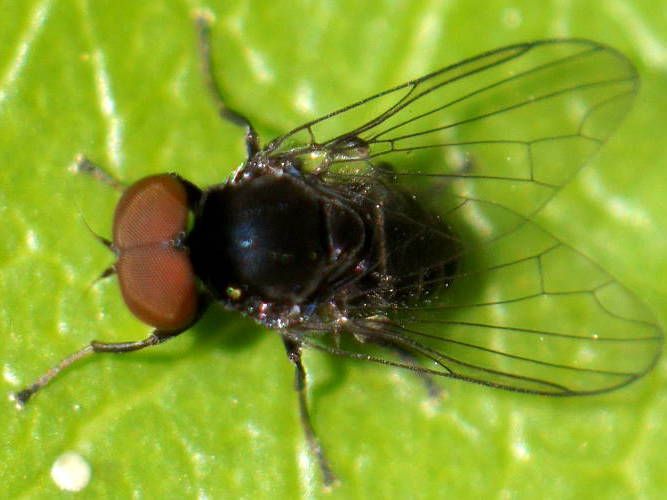 Flat-footed Fly (Lindneromyia sp)