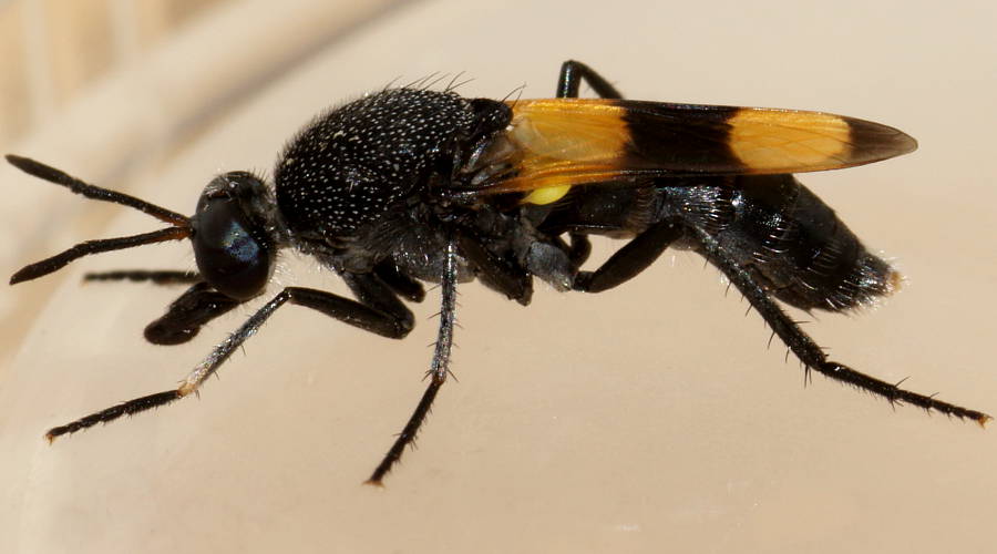 Wasp Mimicking Fly (Agapophytus aterrimus)