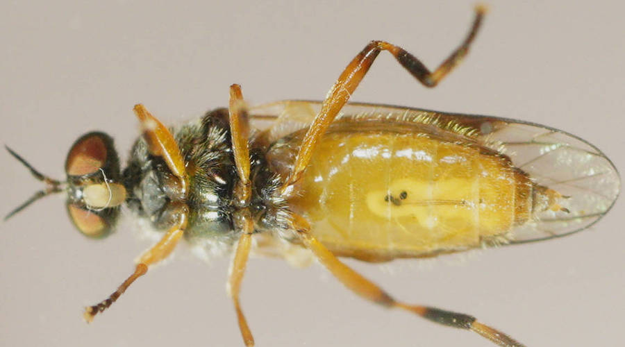 Black-notched Soldier Fly (Australoactina incisuralis)