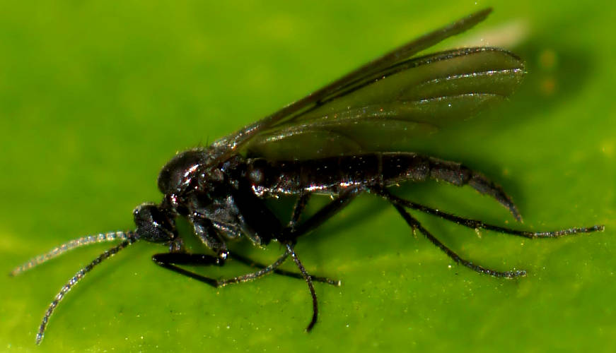 Dark-winged Fungus Gnat (Sciaridae sp)