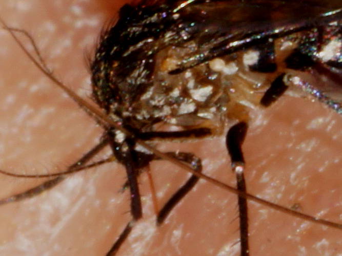 Mosquito (Aedes camptorhynchus)