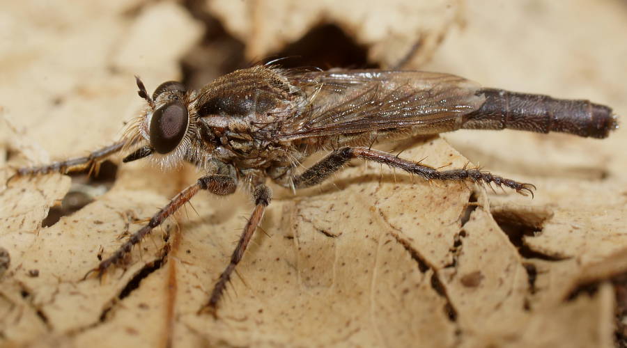 Hairy Short-winged Robber Fly (Bathypogon sp ES02)