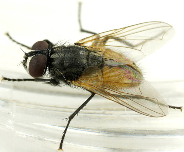 Common House Fly (Musca domestica)