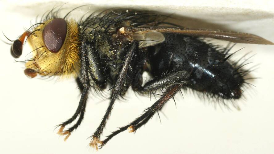Gold-headed Blue Tachinid Fly (Cuphocera sp)