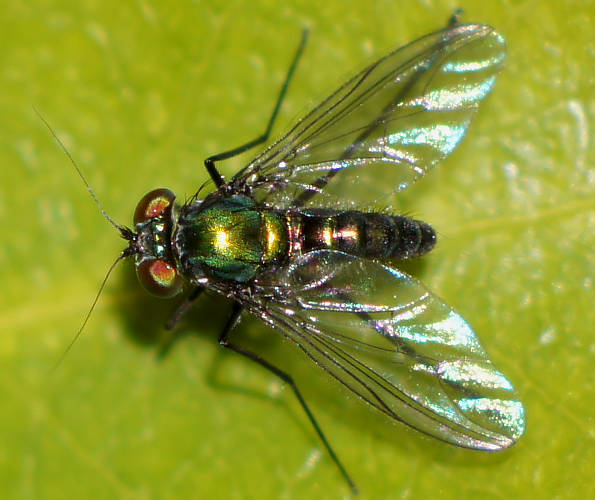Long Legged Fly (Heteropsilopus sp)