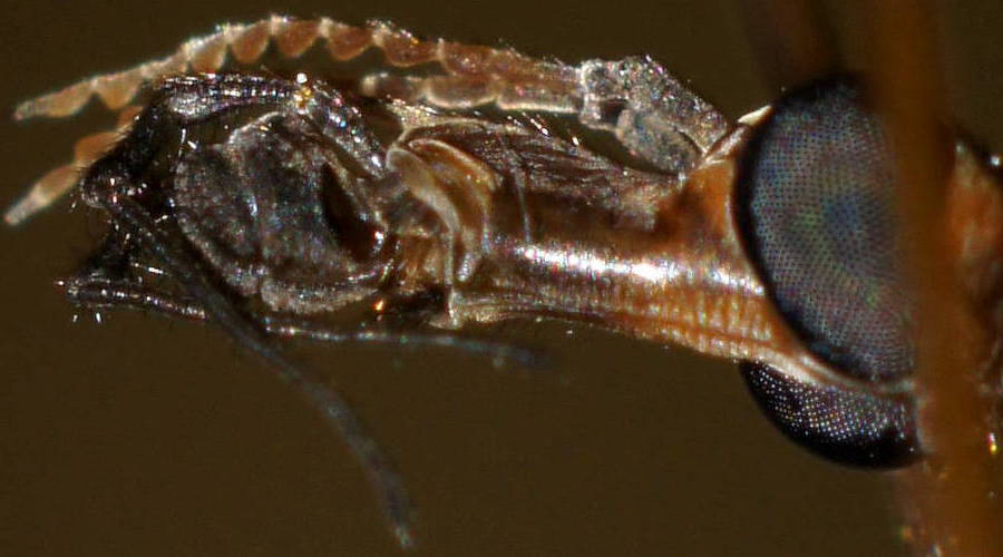 Long-palped Crane Fly (Ischnotoma eburnea)