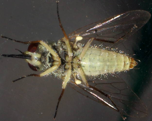 Yellow & Black Bee Fly (Pygocona sp ES01)