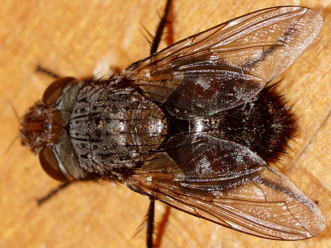 Parasitic Fly (Tritaxys sp)