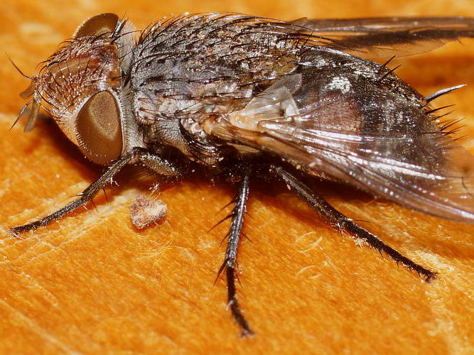 Parasitic Fly (Tritaxys sp)