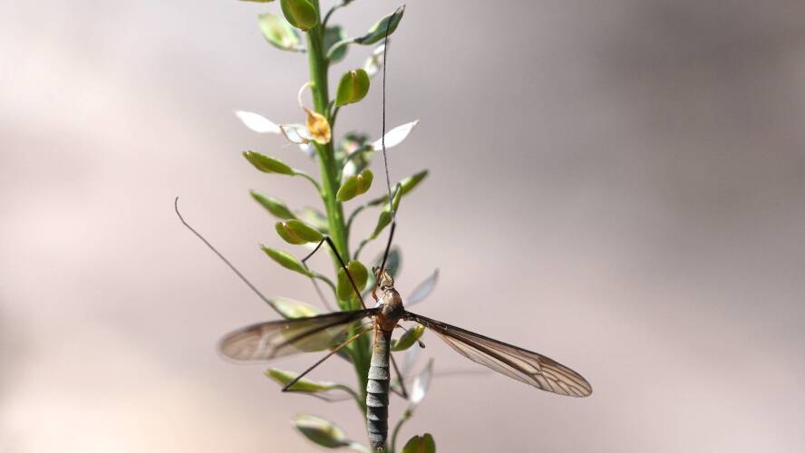 Long-palped Crane Fly (Leptotarsus humilis)