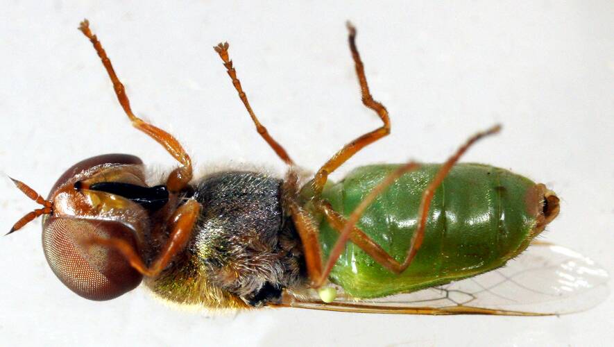 Green Soldier Fly (Odontomyia decipiens)