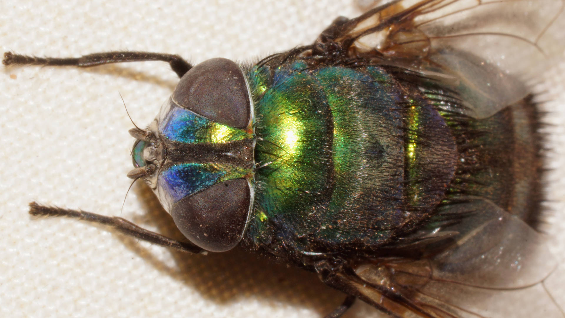 Metallic-faced Rutilia Fly (Rutilia simplex)