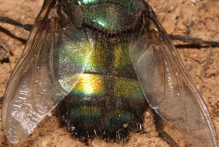 Metallic-faced Rutilia Fly (Rutilia simplex)