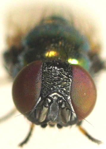 Metallic Green Tomato Fly (Lamprolonchaea brouniana)