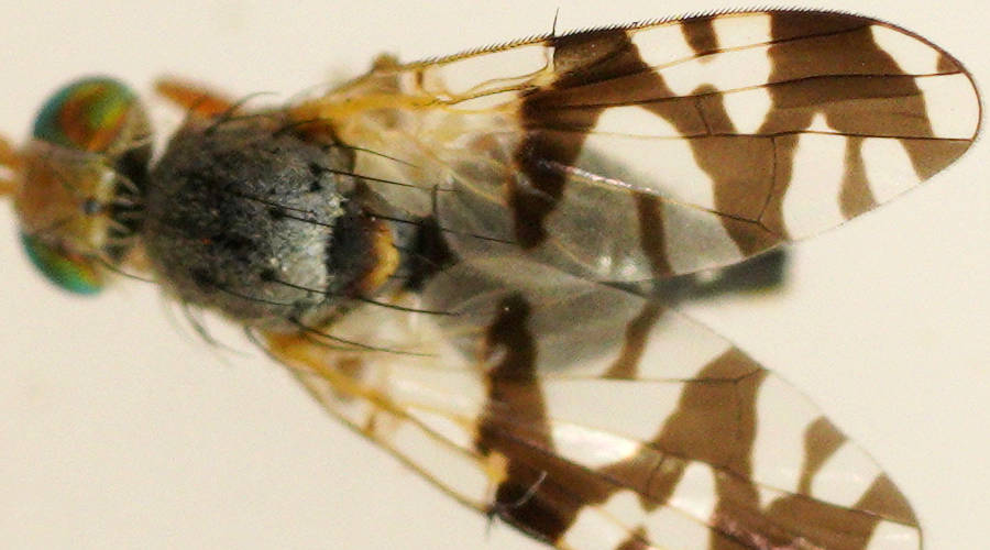False Fruit Fly (Paraspathulina eremostigma)