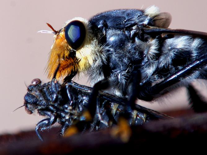 Giant Robber Fly (Phellus olgae)