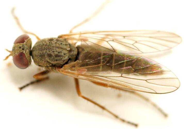 Pale Stiletto Fly (Neodialineura litura)