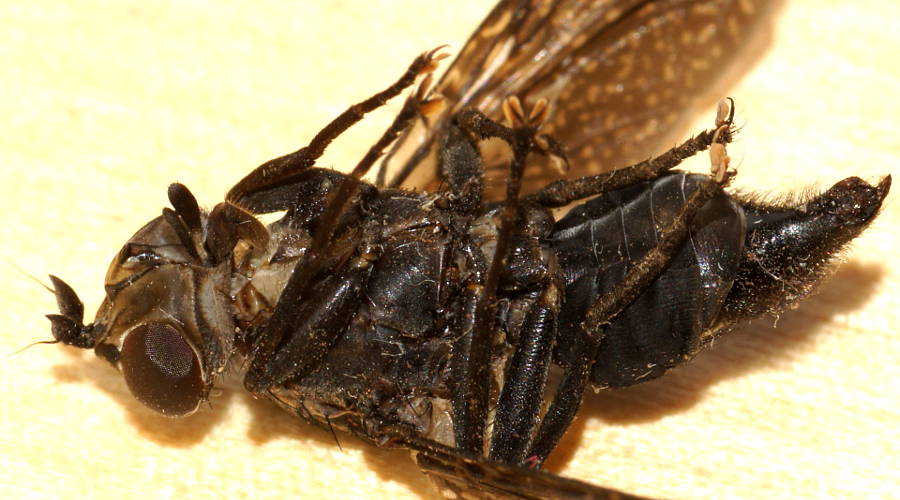 Large Scarab Fly (Cardiacera sp ES01)