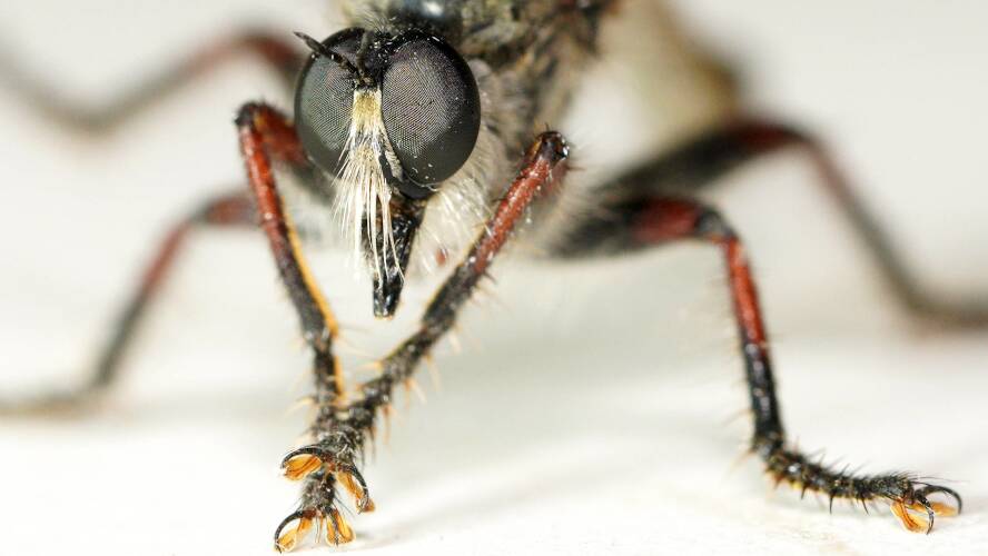 Robber Fly (Neoscleropogon sp)