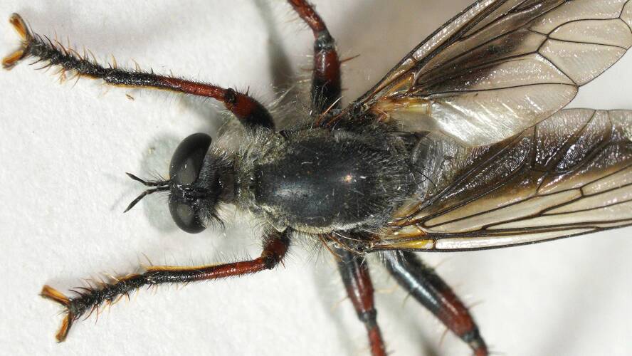 Robber Fly (Neoscleropogon sp)