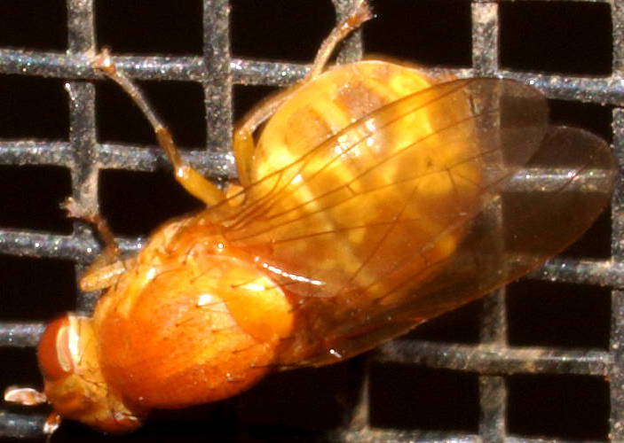 Orange Lauxaniid Fly (Sapromyza cf sp ES01)