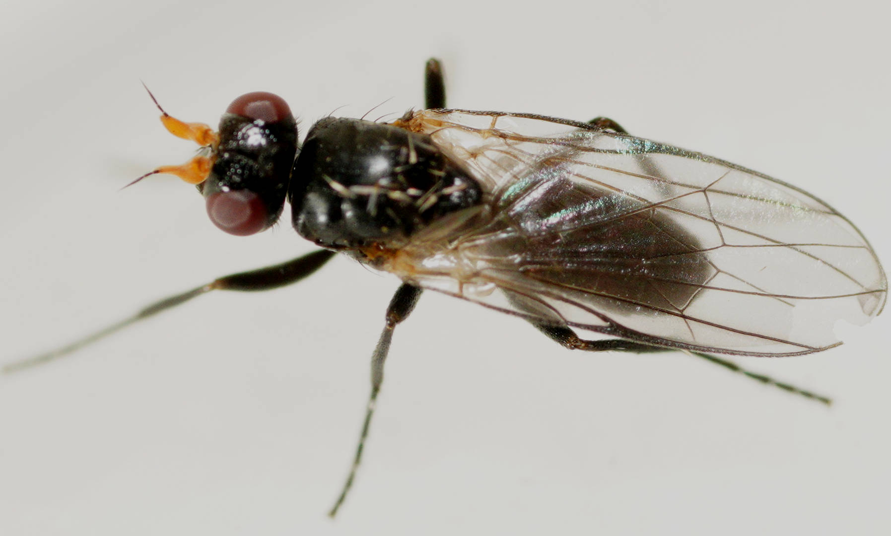 Woodlouse Fly (Axinia cornuta)