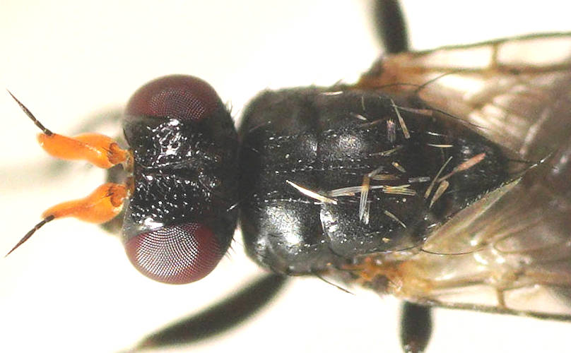 Woodlouse Fly (Axinia cornuta)