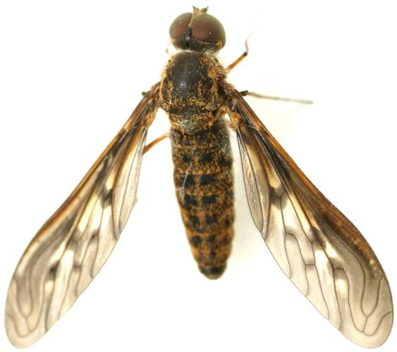 Orange-eared Bee Fly (Aleucosia obtusa)