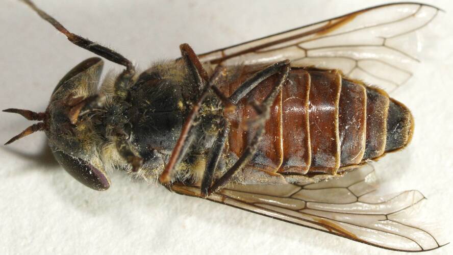 House March Fly (Cydistomorpha innotata)