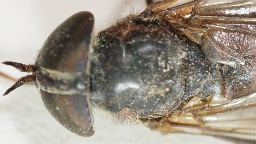 House March Fly (Cydistomorpha innotata)