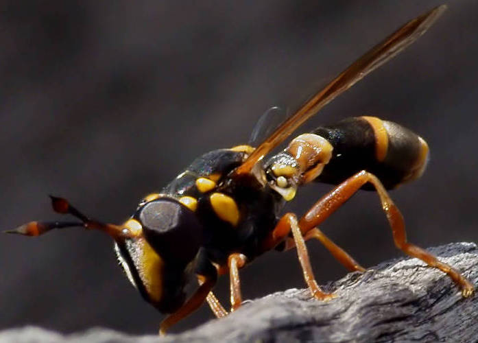 Wasp-mimicking Hover Fly (Ceriana ornata ssp ornata)