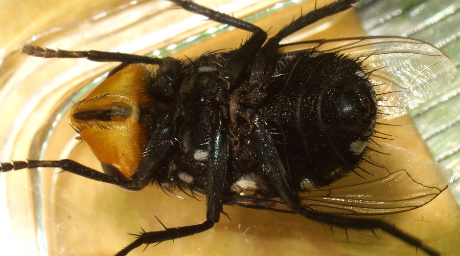 Parasitic Blowfly (Amenia leonina)
