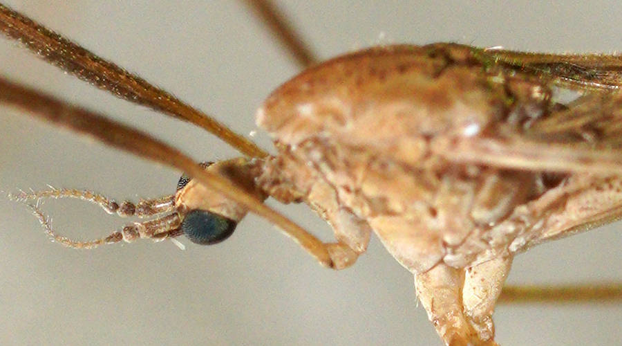 Speckled Short-palped Crane Fly (Conosia irrorata)