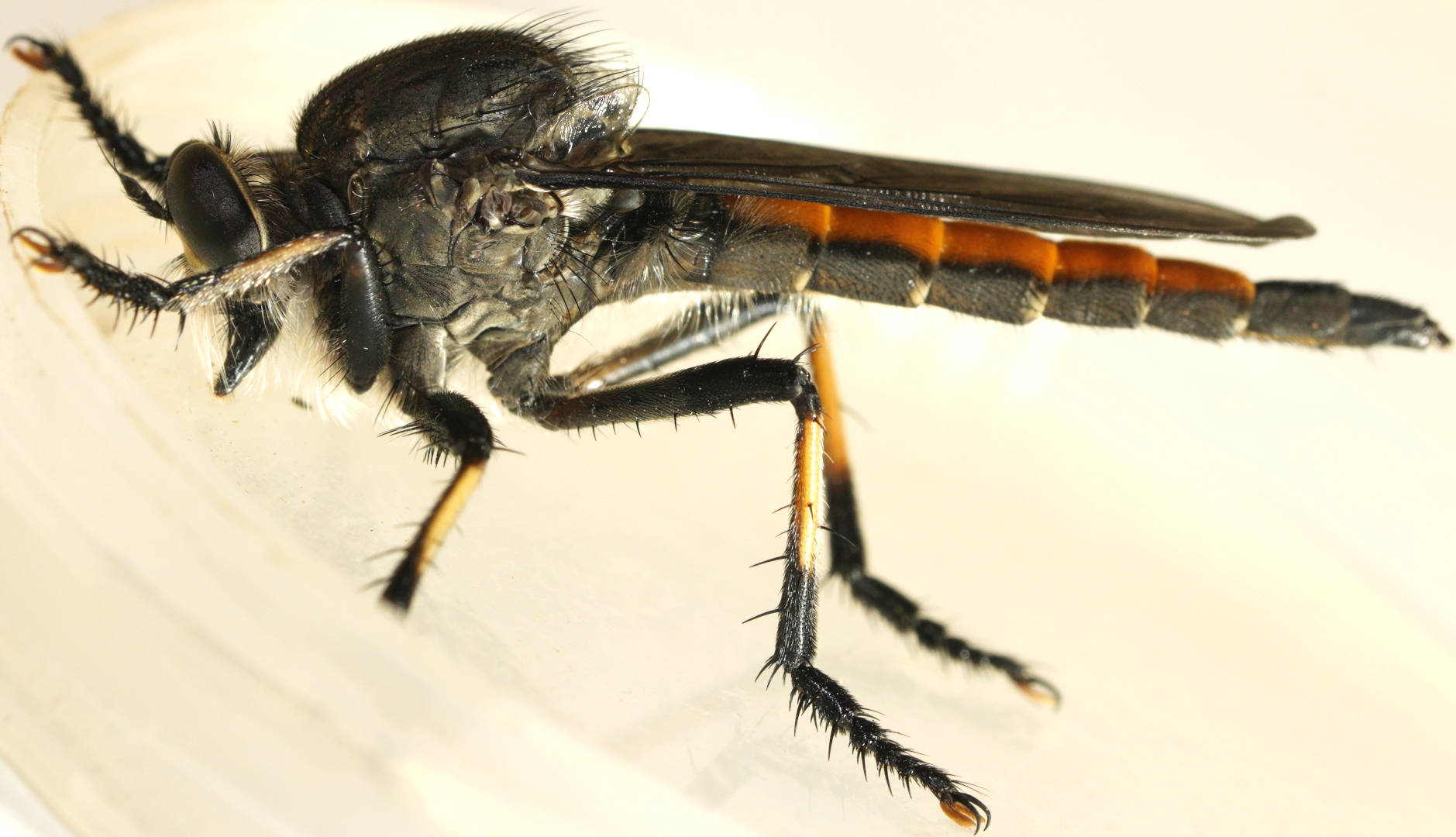 Orange-backed Robber Fly (Mauropteron pelago)