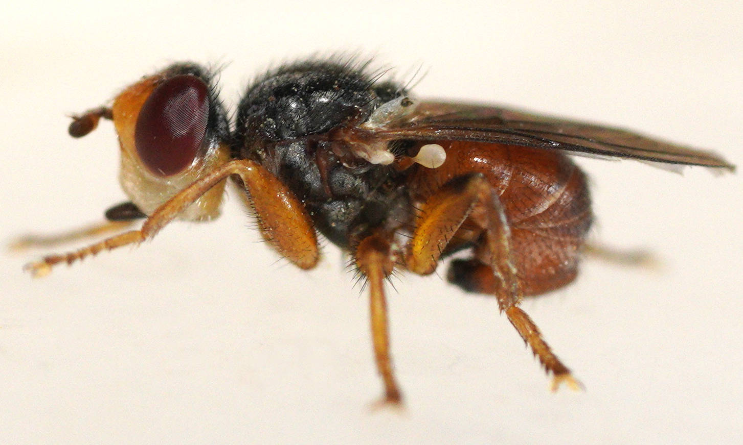 Small Thick-headed Fly (Myopa cf sp)