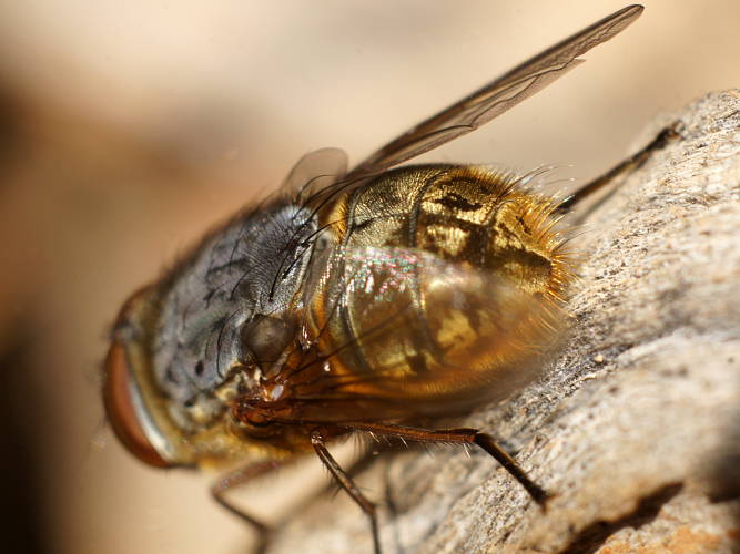 Golden Blowfly (Calliphora stygia)
