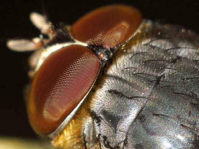 Golden Blowfly (Calliphora stygia)