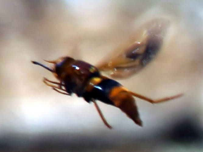 Large Mud-nesting Wasp Mimicking Fly (Palimmecomyia pictipennis)