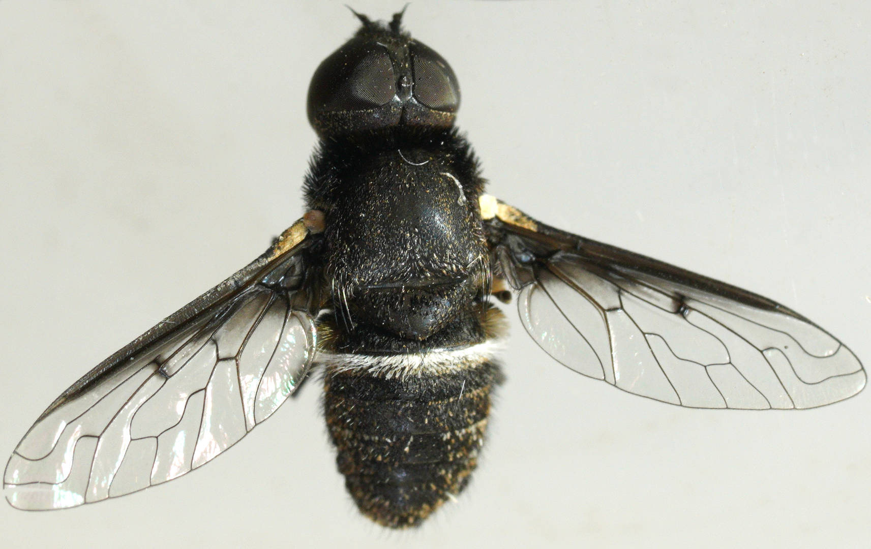 Spotted-wing Striped Bee Fly (Villini sp ES07)