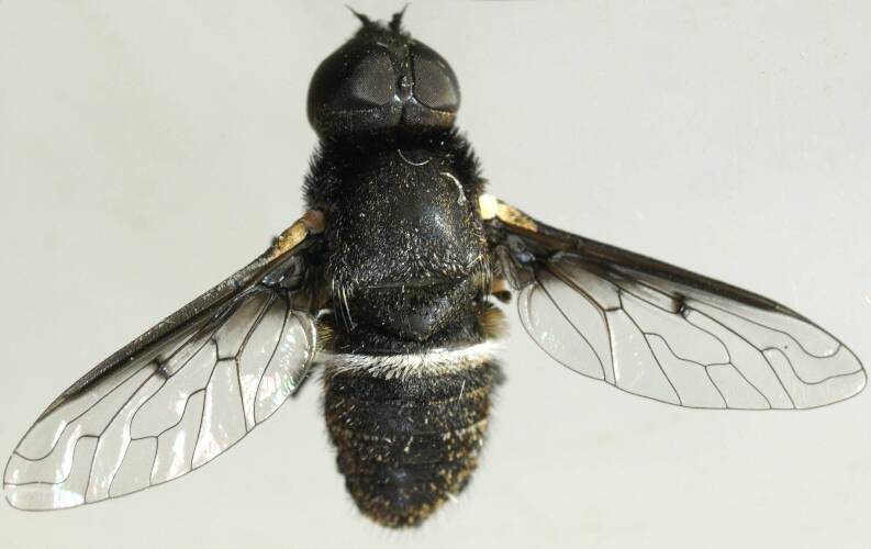 Spotted-wing Striped Bee Fly (Villini sp ES07)