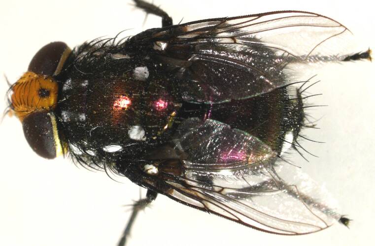Parasitic Blowfly (Amenia leonina)