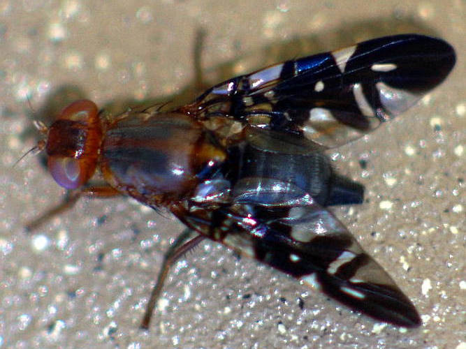 Basal Fruit Fly (Acanthonevroides basalis)