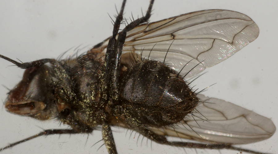 Large Sand Fly (Senostoma sp)